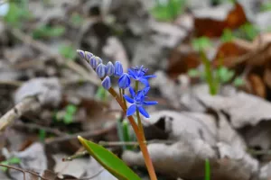 tavaszi_csillagvirag2
