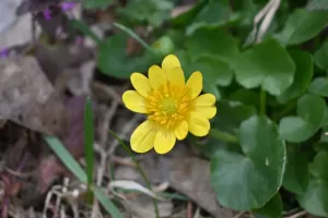 Z50_1201