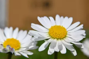 Z50_1604