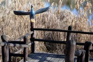 Taksonyi_tanosveny11
